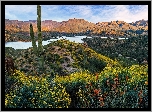 Stany Zjednoczone, Arizona, Góry, Mazatzal Mountains, Jezioro, Mazatzal Lake, Krzewy, Kaktus
