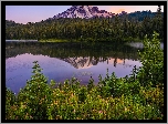 Stany Zjednoczone, Waszyngton, Park Narodowy Mount Rainier, Góra, Jezioro, Reflection Lake, Drzewa, Kwiaty, Odbicie