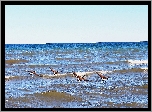 Jezioro, Fale, Gęsi, Kanadyjskie, Ontario, Kanada