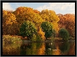 Jezioro, Kaczki, Park, Jesień
