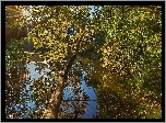 Jezioro, Las, Promienie Słońca
