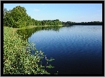 Jezioro, Rośliny