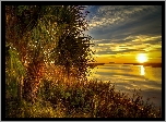 Jezioro, Palma, Wschód Słońca, Trawa