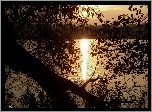 Jezioro, Zachód, Słońca, Gałęzie