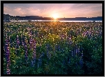 Jezioro, Wzgórza, Zachód słońca, Łubin