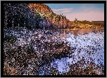 Jezioro, Jesień, Drzewa, Brzozy, Suche, Trawy