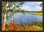 Jezioro, Brzozy, Jesienne, Liście, Suche, Trawy