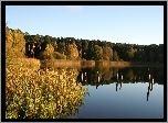 Jezioro, Las, Szuwary, Odbicie
