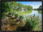 Jezioro, Trzciny, Zarośla, Szuwary, Drzewa