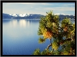 Jezioro, Góry, Gałązka, Tahoe, Kalifornia