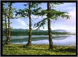 Jezioro, Zielona, Trawa, Drzewa