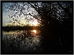Jezioro, Słońce, Trawy, Drzewa