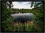 Jezioro, Drzewa, Trzciny, Rośliny