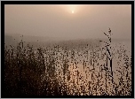 Jezioro, Mgła, Trzciny, Trawa