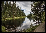 Jezioro, Las, Świerki, Odbicie