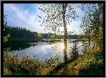 Wiosna, Jezioro, Drzewa, Las, Trzciny, Trawa,  Brzoza