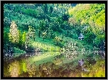 Wiosna, Jezioro, Las
