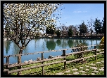 Wiosna, Jezioro, Kwitnące, Drzewo, Krzewy, Ogrodzenie, Odbicie