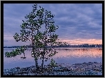 Jezioro, Drzewo, Las, Wschód, Słońca