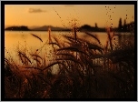 Jezioro, Trawy, Zachód słońca