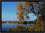 Jezioro, Zieleń