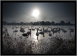 Zima, Jezioro, Łabędzie