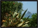 Kaktus, Morze, Panarea, Sycylia