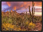 Stany Zjednoczone, Park Stanowy Catalina, Góry, Santa Catalina Mountains, Kaktusy, Roślinność, Chmury