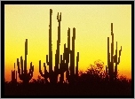 Kaktusy, Pustynia, Ameryka, Północna, Arizona