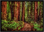 Stany Zjednoczone, Kalifornia, Las, Drzewa, Sekwoje, Paprocie, Droga, Park Narodowy Redwood