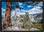 Góry, Szczyt Half Dome, Drzewa, Sosny, Park Narodowy Yosemite, Kalifornia, Stany Zjednoczone