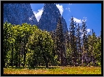 Dolina Yosemite, Kwiaty, Trawa, Drzewa, Góry, Park Narodowy Yosemite, Kalifornia, Stany Zjednoczone