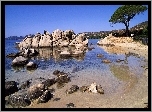 Jezioro, Kamienie, Drzewo