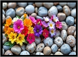 Kolorowe, Rozkwitnięte, Kwiaty, Kamienie