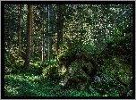 Las, Kamienie, Rośliny
