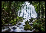 Las, Drzewa, Skały, Wodospad, Nelson Falls, Kamienie, Mech, Potok, Tasmania, Australia