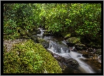 Irlandia, Park Narodowy Killarney, Rzeka Owengarriff River, Las, Kamienie