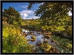 Rzeka, Kamienie, Drzewa