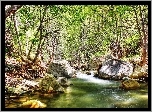 Rzeka, Kamienie, Drzewa