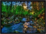 Rzeka, Kamienie, Las