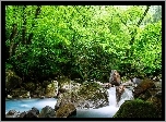 Strumyk, Kamienie, Las