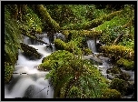 Wodospad, Kamienie, Las