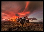 Anglia, Park Narodowy Dartmoor, Zachód Słońca, Łąki, Chmury, Drzewo, Kamienie