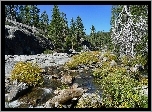 Kamienista, Rzeka, Las, Yosemite, Kalifornia