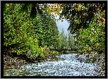 Drzewa, Las, Rzeka Cayoosh Creek, Most, Kamienie, Kolumbia Brytyjska, Kanada
