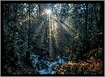 Kanada, Kolumbia Brytyjska, Park Prowincjonalny Gowlland Tod, Potok Tod Creek, Las, Przebijające światło