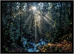 Kanada, Kolumbia Brytyjska, Park Prowincjonalny Gowlland Tod, Potok Tod Creek, Las, Przebijające światło