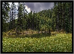 Las, Świerki, Rzeka, Trawa, Park Narodowy, Jasper, Alberta, Kanada
