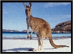 Kangur, Morze, Plaża, Góry, Australia