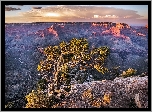 Kanion, USA, Arizona, Drzewo
